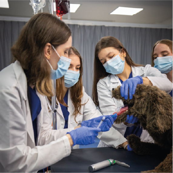 Varias personas con batas blancas y guantes azules realizan una práctica veterinaria utilizando un simulador modelo de perro, manipulando la boca del animal sobre una mesa en un entorno clínico.