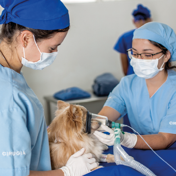 Dos personas con uniforme quirúrgico sostienen a un perro pequeño mientras le colocan una mascarilla conectada a un equipo de anestesia en un entorno clínico.
