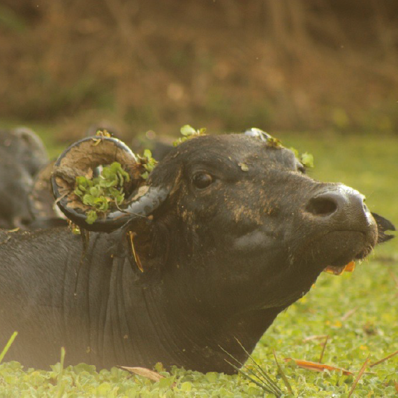 Búfalo negro parcialmente sumergido en agua cubierta de vegetación, con plantas adheridas a sus cuernos.
