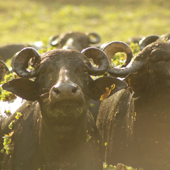Grupo de búfalos negros con cuernos curvos, parcialmente cubiertos de vegetación, en un entorno natural con pasto y luz cálida.