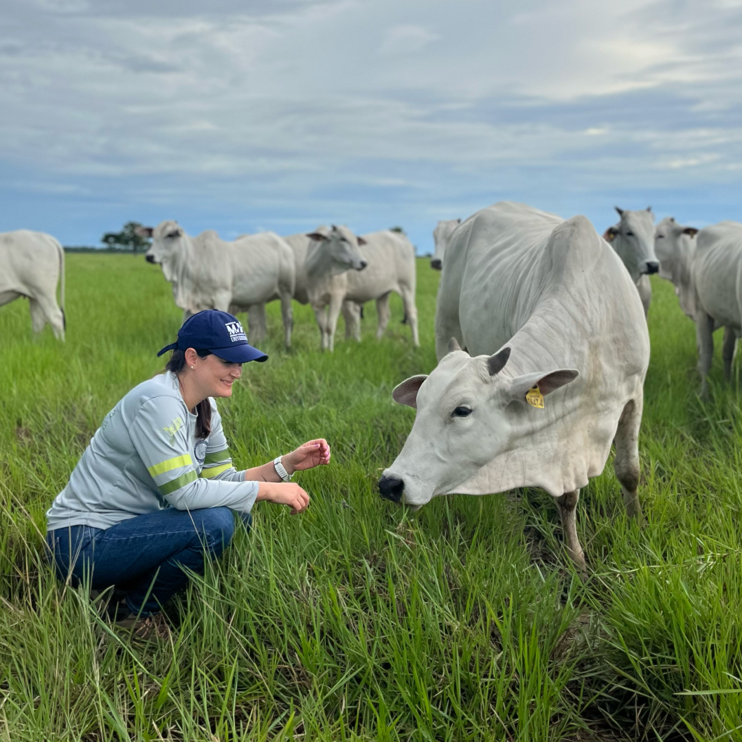 Persona agachada en un campo verde interactuando con una vaca blanca, rodeada de varias vacas similares en el fondo bajo un cielo parcialmente nublado.
