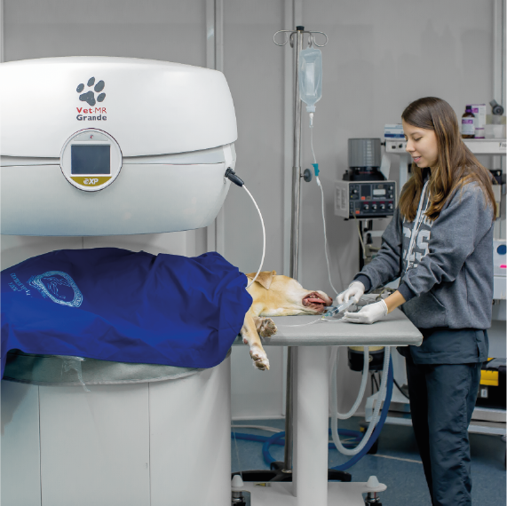 Una profesional veterinaria prepara a un perro anestesiado para un procedimiento de imagenología, ubicado parcialmente dentro de un equipo de resonancia magnética veterinaria.