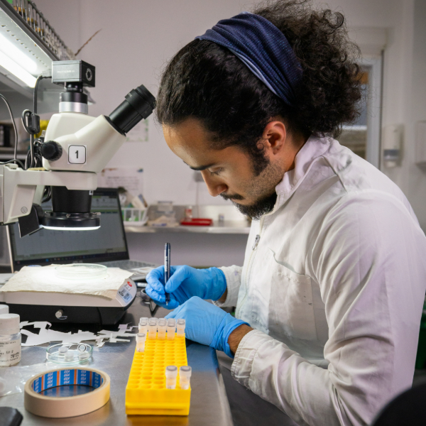 Persona en laboratorio manipulando muestras con guantes azules, usando una bata blanca y trabajando frente a un microscopio.