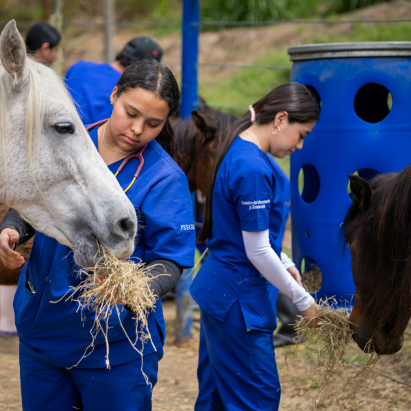 Varias personas con uniformes azules están alimentando caballos en un espacio exterior, sosteniendo heno mientras los animales comen. Al fondo se observa vegetación y una estructura c