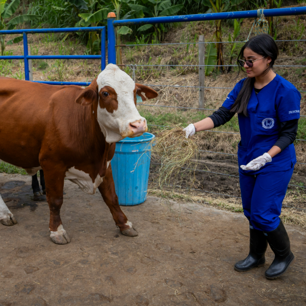 Una persona con uniforme azul sostiene heno frente a una vaca en un corral, junto a una cerca metálica y vegetación en el fondo.