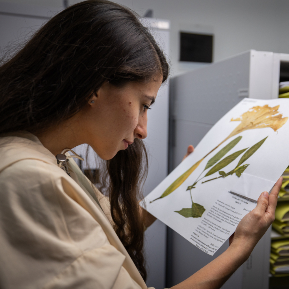 Persona sostiene una lámina con ilustraciones y texto sobre una planta, mostrando hojas y una flor amarilla.