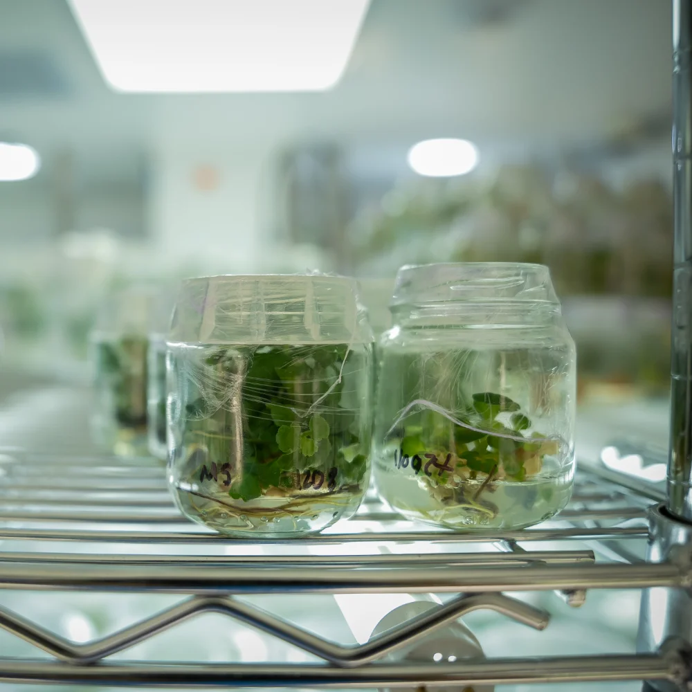 Dos frascos transparentes sobre una repisa metálica, cada uno con cultivo in vitro dentro de un líquido.
