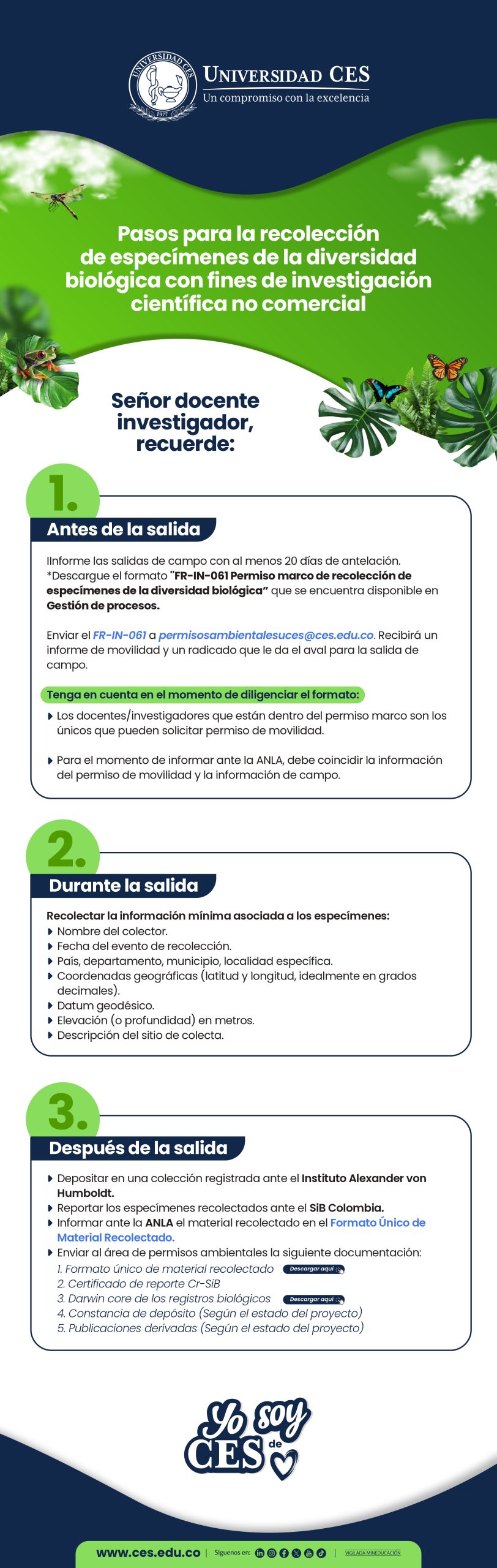 Infografía vertical con el logo de la Universidad CES en la parte superior, título sobre pasos para la creación de grupos de investigación, ilustraciones de hojas verdes y tres secciones numeradas con texto explicativo.
