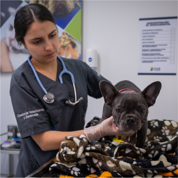 La imagen muestra a una persona con uniforme clínico oscuro sosteniendo a un perro pequeño de pelaje corto y grisáceo sobre una mesa de examen cubierta con una manta estampada. El animal lleva un collar rojo. En el fondo se observan elementos típicos de un consultorio veterinario, como un afiche informativo y equipo médico.