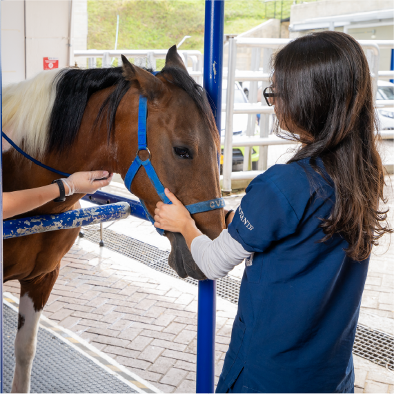 La imagen muestra a una persona con uniforme clínico azul sujetando el cabestro de un caballo marrón con crin clara dentro de una estructura de manejo veterinario. Otra persona extiende una mano desde el lado izquierdo para colaborar con el control del animal. El entorno incluye barras metálicas azules, piso adoquinado y áreas exteriores visibles al fondo.