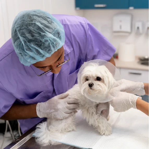 Profesional con indumentaria clínica examina a un perro pequeño sobre una mesa de atención veterinaria, mientras otra persona ajusta un collar protector en un consultorio.