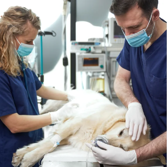 Dos personas con indumentaria clínica realizan un procedimiento veterinario a un perro recostado sobre una mesa de atención, utilizando equipos médicos y dispositivos de monitoreo en un entorno hospitalario.