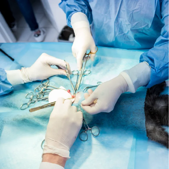Varias personas con indumentaria quirúrgica realizan un procedimiento veterinario utilizando instrumental médico sobre una mesa de cirugía cubierta con campos estériles.
