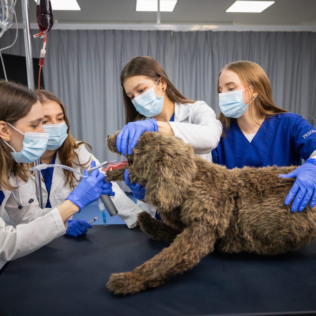 Varias personas con guantes y batas realizan una práctica veterinaria en un entorno clínico; un simulador de perro de pelaje rizado está sobre una mesa mientras se le aplica un procedimiento con instrumentos médicos.