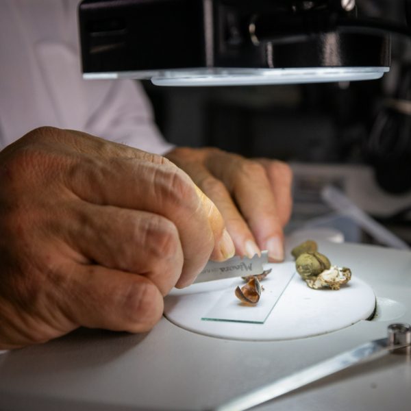Manos manipulando muestras pequeñas sobre una superficie blanca, bajo una lupa iluminada, como parte de una práctica de laboratorio.
