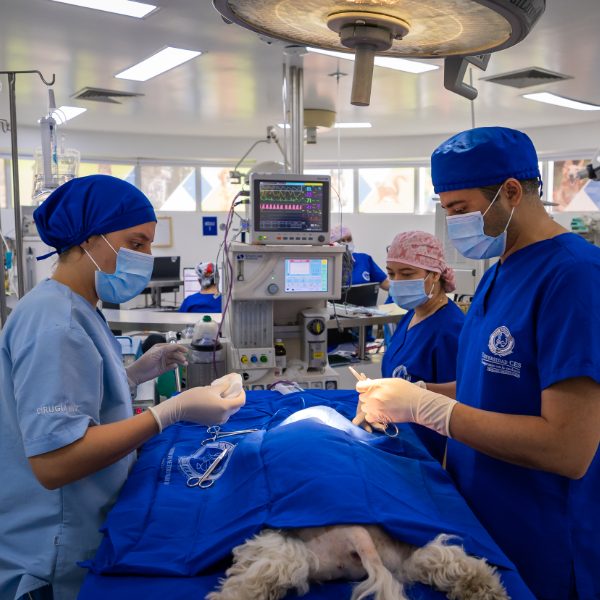 Equipo veterinario realiza una cirugía en un animal sobre una mesa quirúrgica, con instrumental médico y monitor de signos vitales en un quirófano.