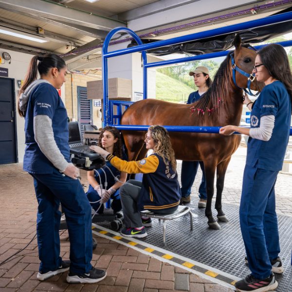 Varias personas realizan un procedimiento veterinario a un caballo en una estación de revisión, utilizando equipo especializado en un entorno educativo.