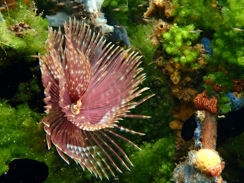 Gusano marino con tentáculos plumosos de color púrpura y blanco, extendidos sobre un fondo de algas verdes y corales.