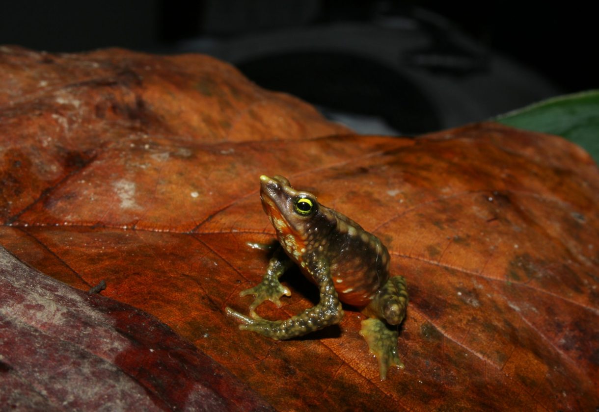 La imagen muestra un sapo arlequín encima de una hoja.