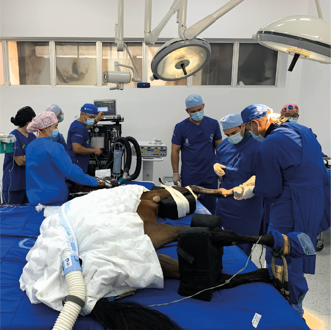 Fénix renace en el CES tras una cirugía exitosa en el CVZ