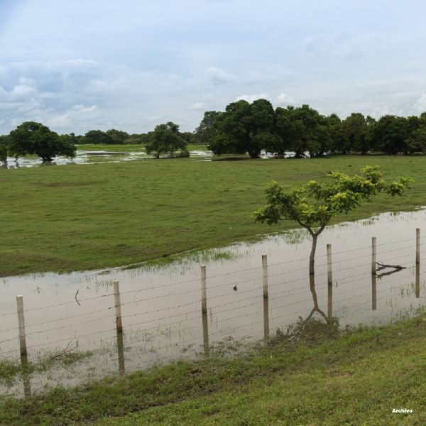 La imagen muestra un paisaje rural inundado, con una cerca de postes y alambre parcialmente cubierta por el agua. En primer plano se ve un árbol pequeño junto a la zona anegada, y al fondo hay extensas áreas verdes y una línea de árboles bajo un cielo nublado.