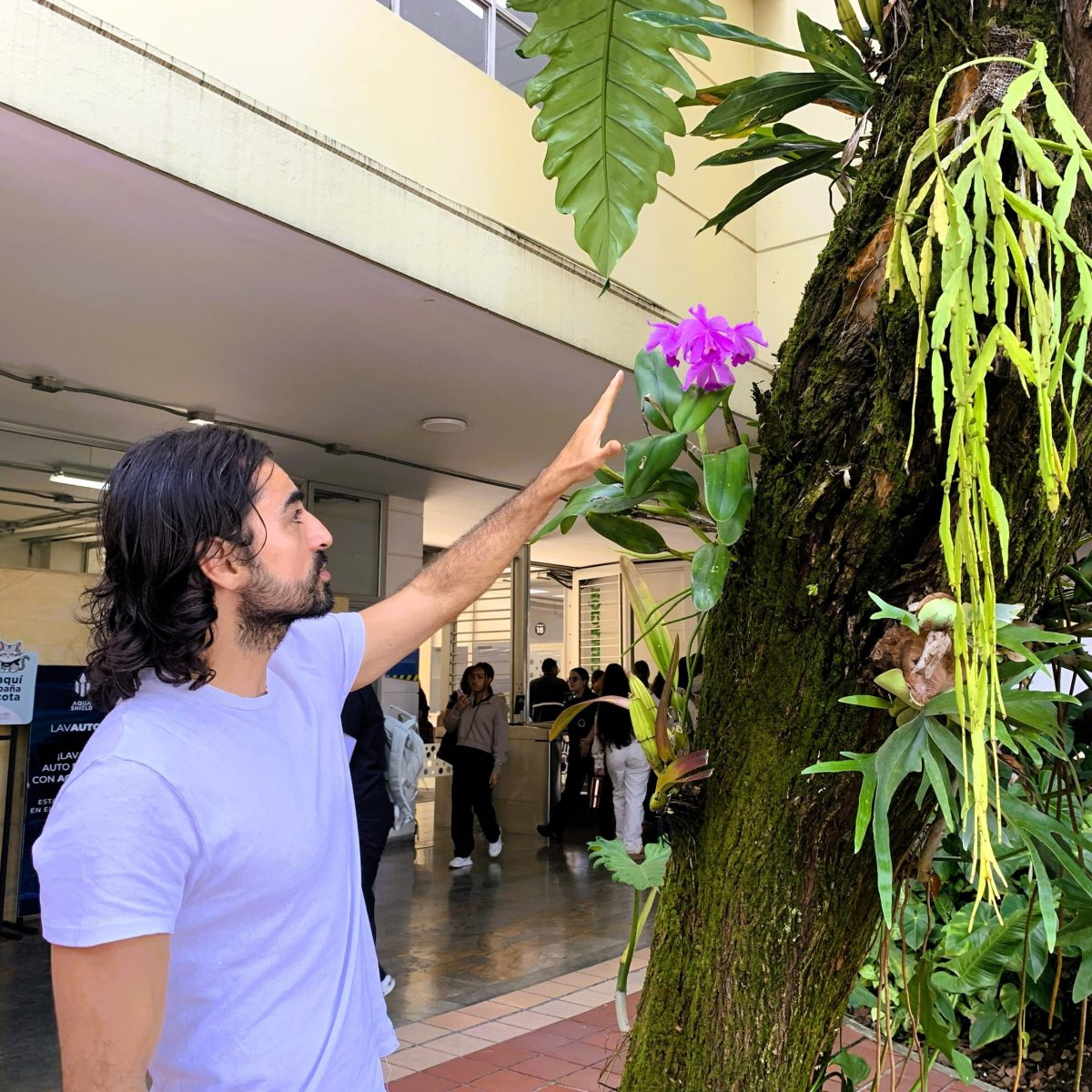 Una persona señala una orquídea morada que crece en el tronco de un árbol cubierto de musgo, en un espacio abierto dentro de una institución educativa donde varias personas caminan al fondo.