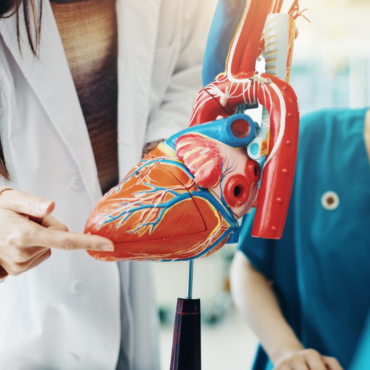 Una persona con bata señala un modelo anatómico del corazón humano mientras otras personas observan, destacando las estructuras y vasos principales del órgano.