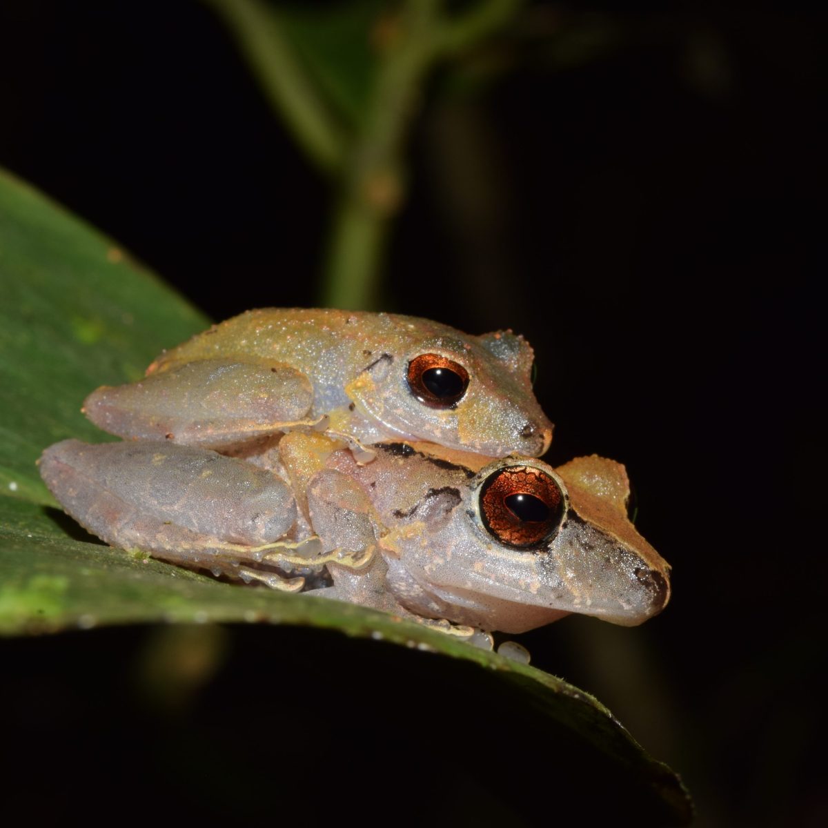 Dos ranas pequeñas de color marrón claro, una sobre otra, posadas sobre una hoja verde, con fondo oscuro.
