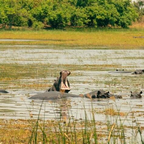 Dos hipopótamos emergen parcialmente del agua en una laguna; uno mantiene la boca ampliamente abierta mientras ambos permanecen rodeados de vegetación acuática, con árboles verdes al fondo.