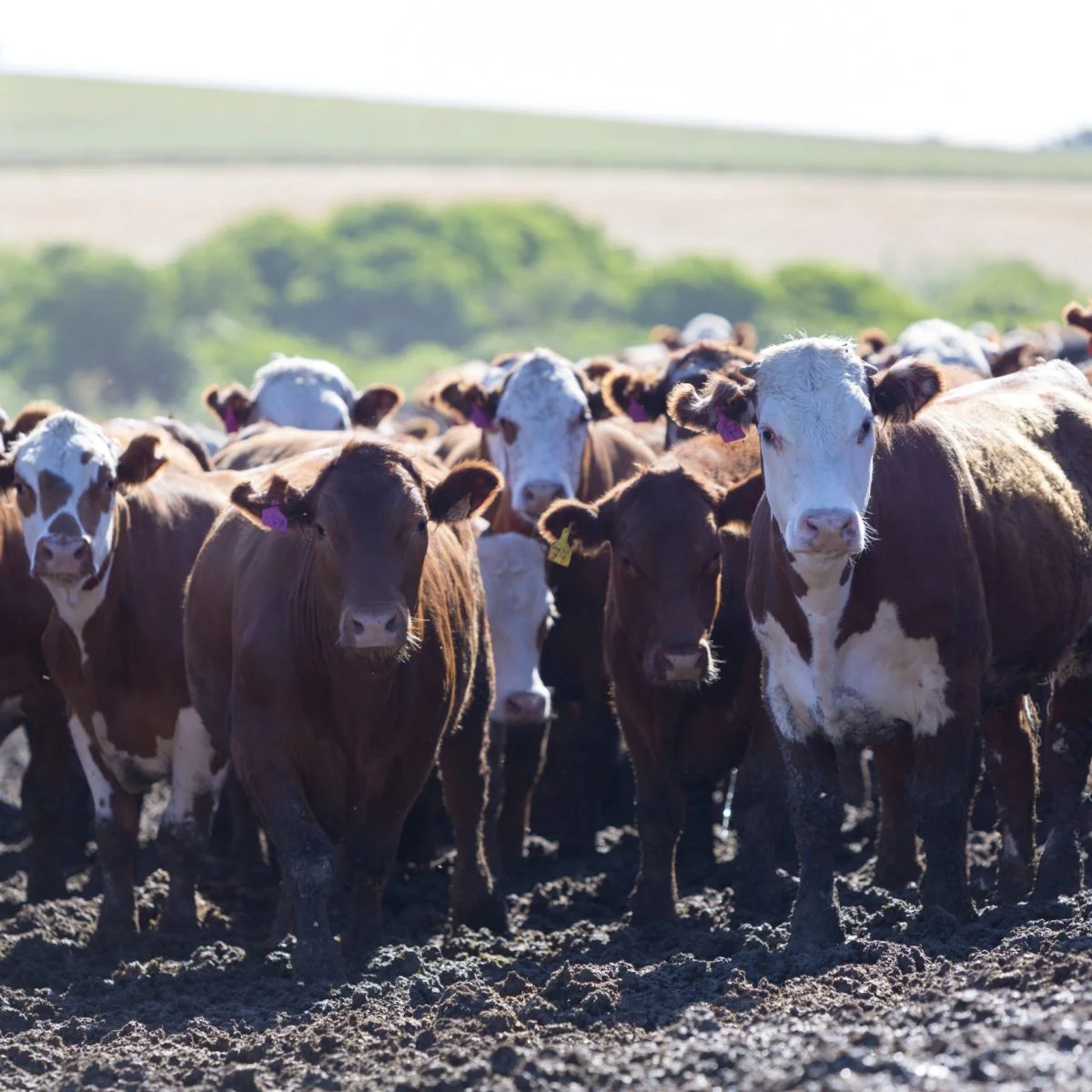 Grupo de vacas de pie y caminando juntas en un terreno rural, observadas de frente, en un entorno al aire libre con vegetación y campos al fondo.