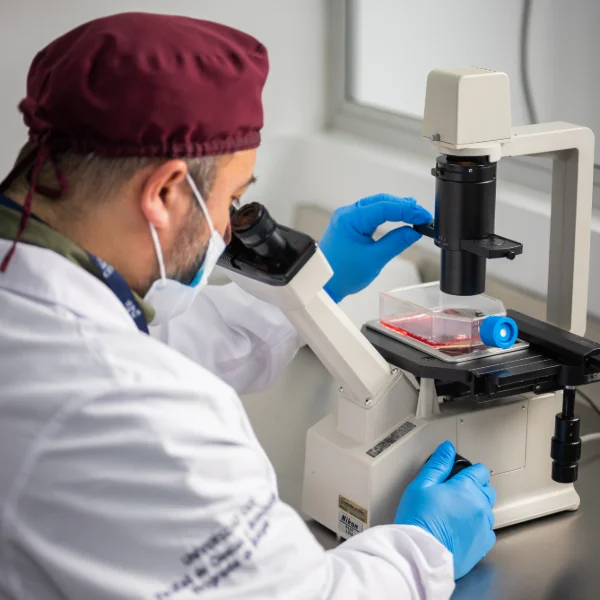 Persona en laboratorio utiliza un microscopio invertido para observar una muestra en una placa, usando bata blanca, gorro y guantes azules sobre una mesa metálica.