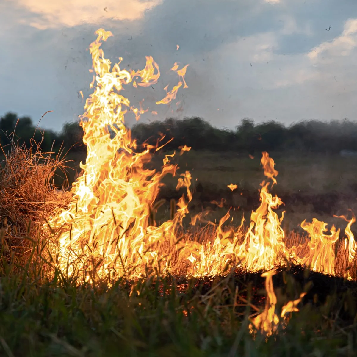 Fuego extendiéndose sobre pasto seco en un campo abierto, con llamas altas y humo elevándose hacia el cielo.