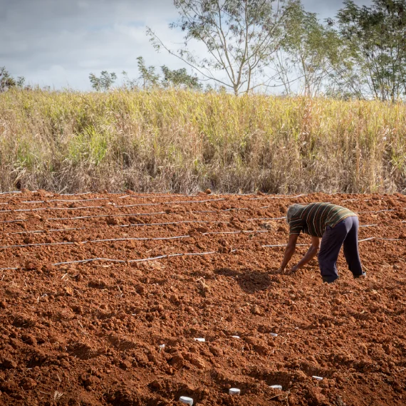 Persona trabajando en un terreno agrícola, inclinada sobre surcos de tierra con líneas de riego, en un entorno rural con vegetación al fondo.