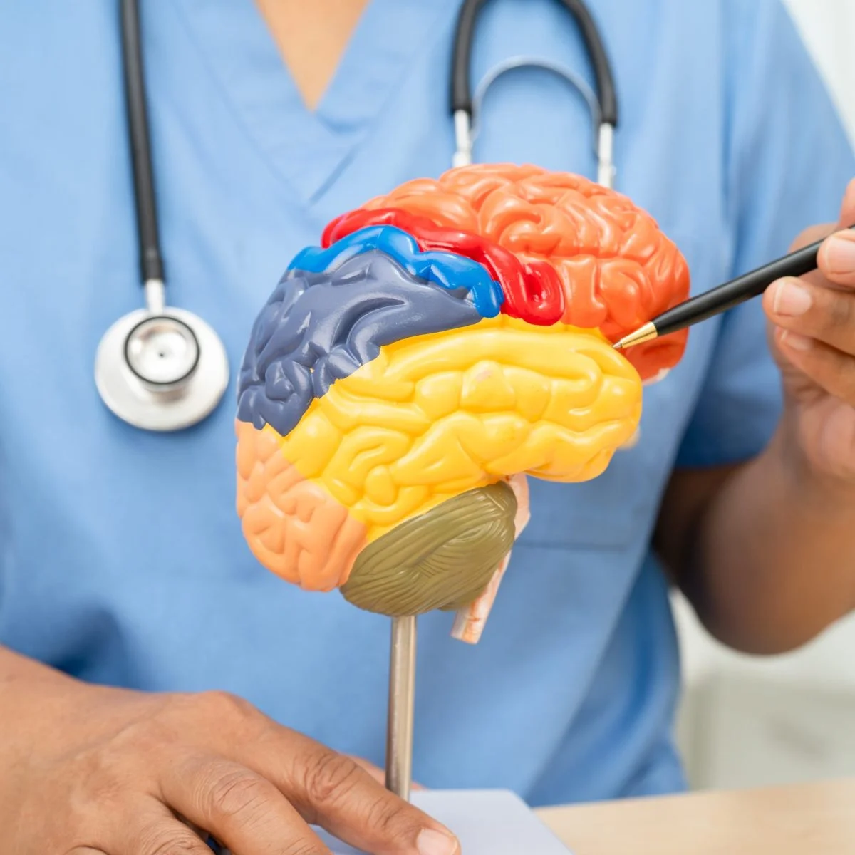Profesional de salud con estetoscopio sostiene un modelo anatómico del cerebro de colores y señala una de sus regiones con un bolígrafo.