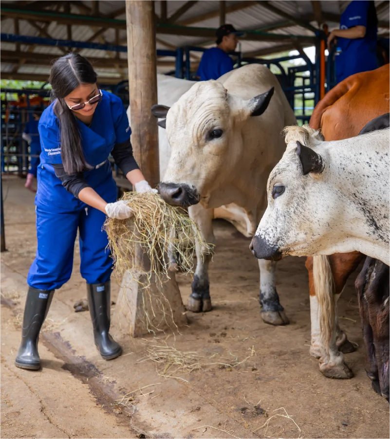 Persona con uniforme clínico azul alimenta a varios bovinos con heno dentro de un establo; los animales se encuentran en corrales bajo techo, y se observa un entorno rural con piso de tierra y estructuras de madera.