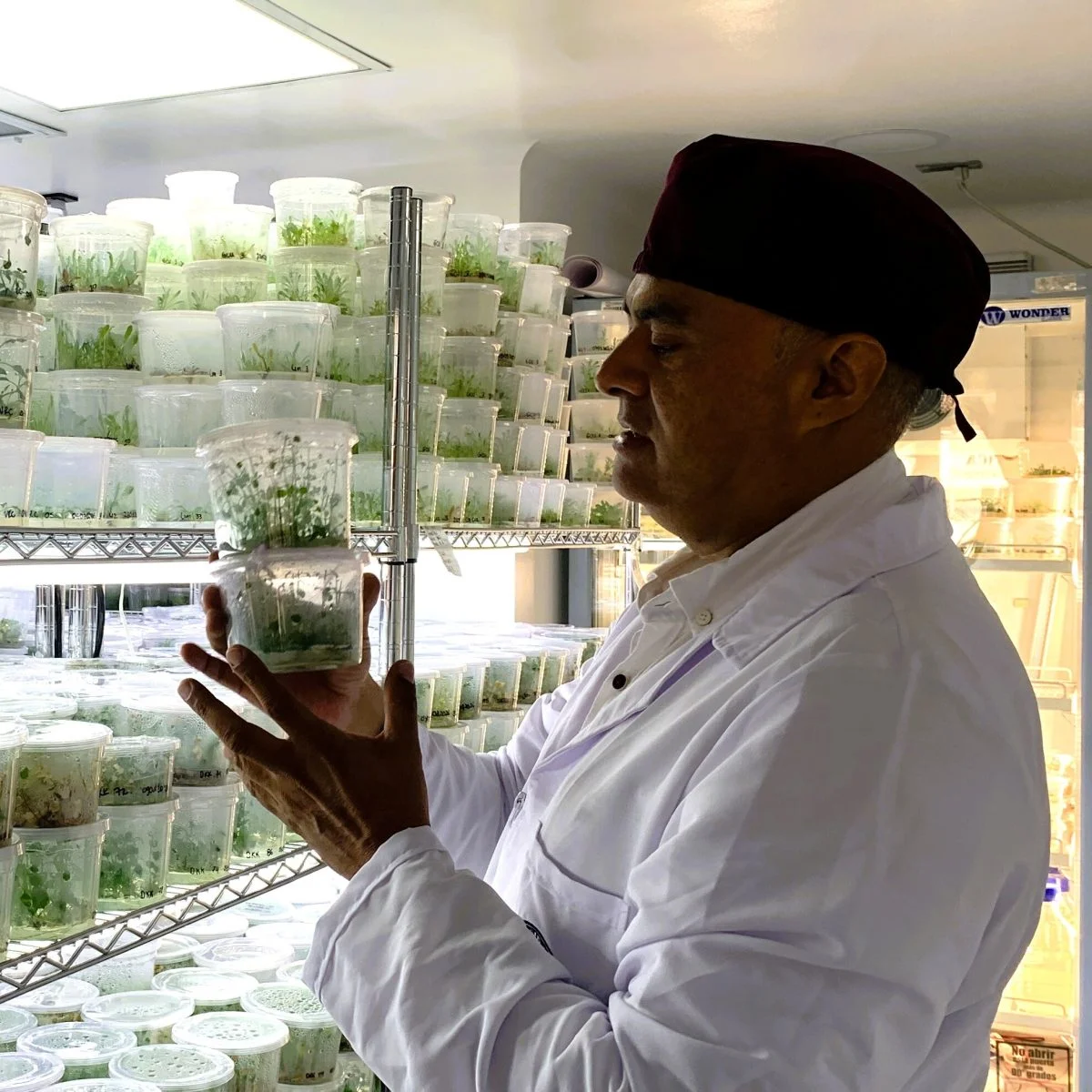 Persona con bata de laboratorio observa recipientes con cultivos vegetales colocados en estanterías dentro de un laboratorio de investigación y propagación de plantas.