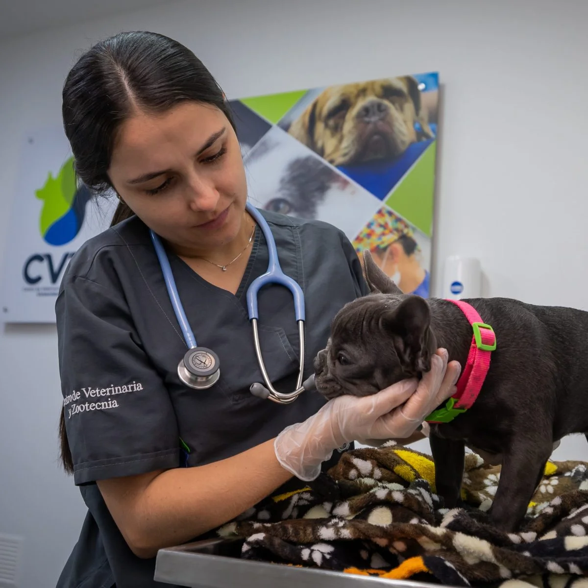 Persona con uniforme clínico, estetoscopio y guantes examina a un perro de color oscuro con collar rosa sobre una mesa de consulta veterinaria. Al fondo se observan elementos relacionados con servicios de salud animal en un entorno clínico.