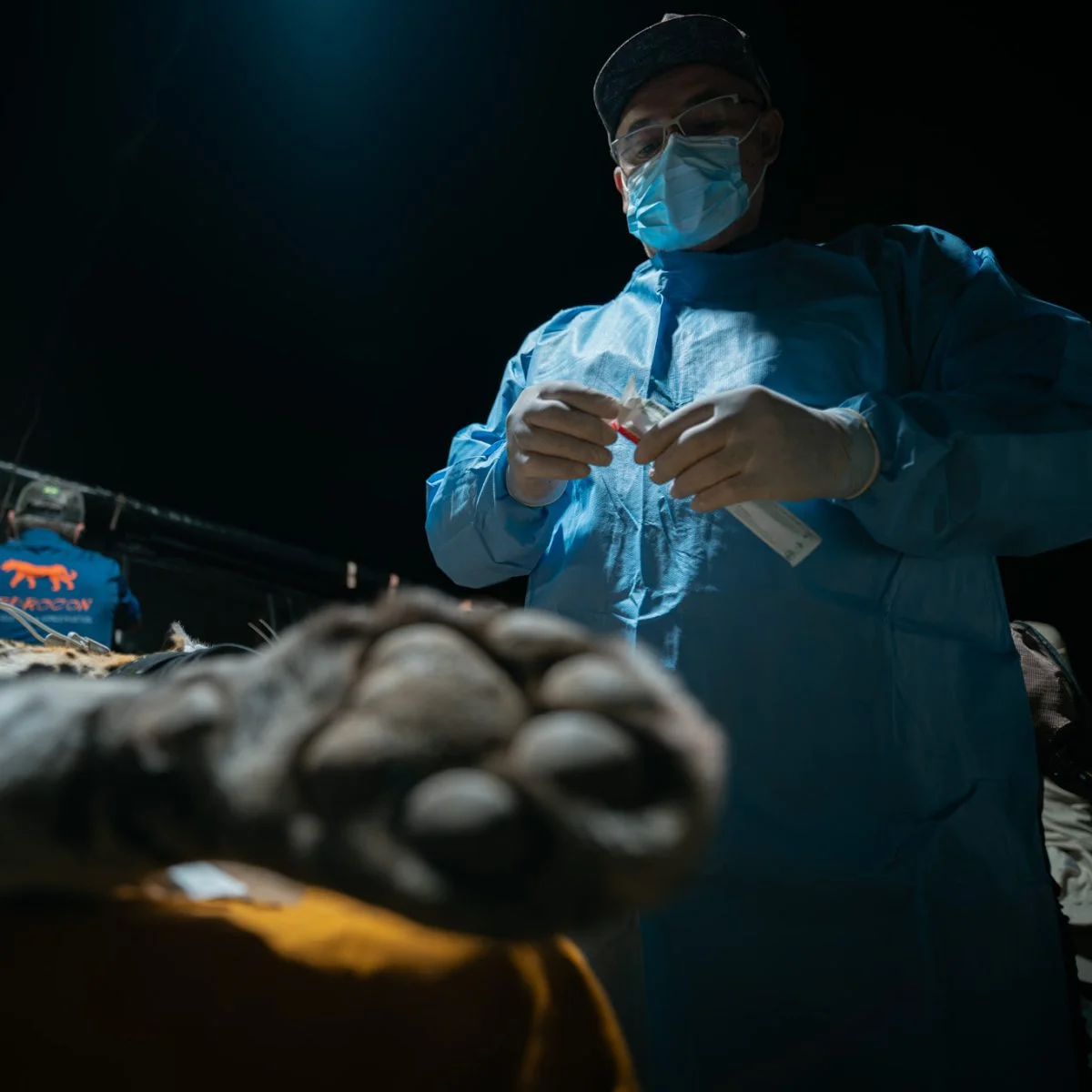 Persona con bata, guantes, mascarilla y gafas de protección realiza un procedimiento clínico sobre un animal acostado en una mesa. La imagen está tomada desde una perspectiva baja y muestra un entorno de atención veterinaria con iluminación focalizada.