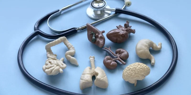 Estetoscopio dispuesto sobre una superficie azul junto a modelos anatómicos de diferentes órganos del cuerpo humano, entre ellos pulmones, cerebro, corazón, estómago, riñones, hígado e intestinos. La imagen representa el estudio de la anatomía, la salud y las ciencias médicas.