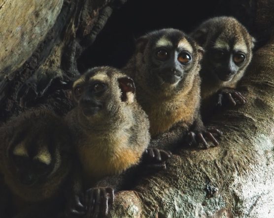 Tres monos nocturnos están agrupados sobre un tronco en un entorno natural, con luz tenue que resalta sus rostros y pelaje.