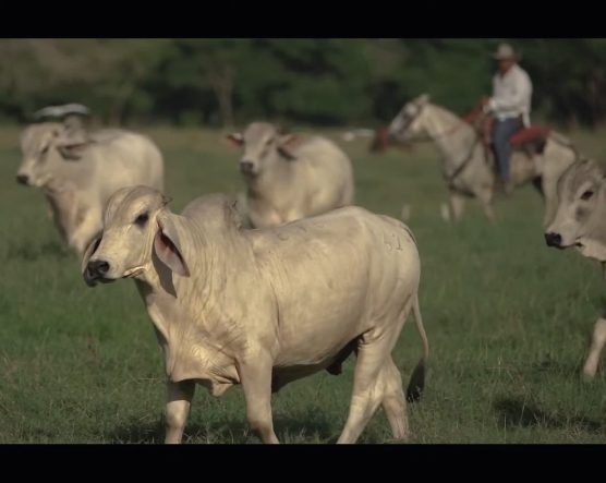 Grupo de ganado de raza cebú pastando en un campo verde, con una persona montada a caballo al fondo supervisando los animales.
