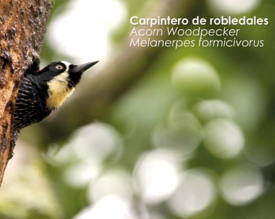 Carpintero de robledales posado en el tronco de un árbol, con fondo desenfocado de vegetación y texto que indica su nombre común, en inglés y su nombre científico: “Carpintero de robledales, Acorn Woodpecker, Melanerpes formicivorus”.