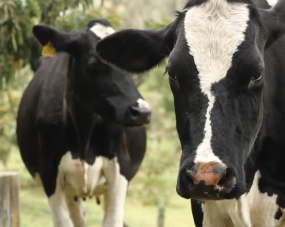 Dos vacas de pelaje blanco y negro en un entorno natural, una en primer plano mirando hacia la cámara y otra al fondo parcialmente visible.