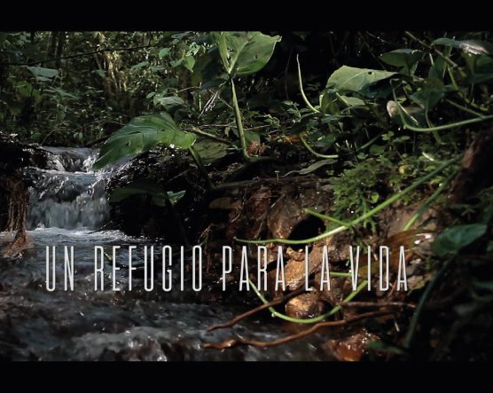 Corriente de agua rodeada de vegetación en un bosque, con el texto “UN REFUGIO PARA LA VIDA” sobre la imagen.