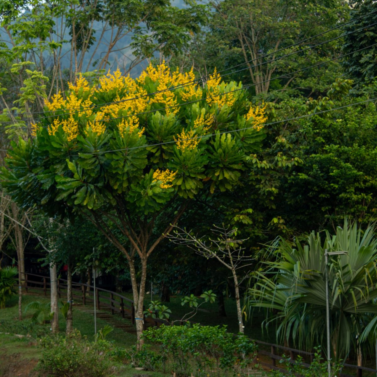Especies nativas serán sembradas en el bosque urbano de la Universidad CES para atraer visitantes florales