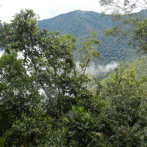 Egresada de Biología investigó la importancia del bosque de niebla en el Alto de San Miguel