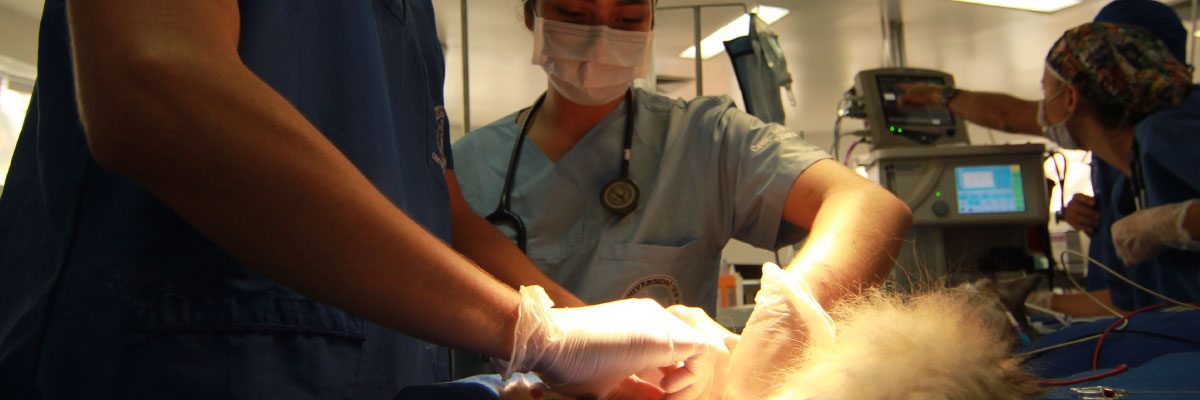 Universidad CES implantó el primer marcapasos a un gato en Colombia​