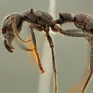 Juliana Cardona Duque, la mujer y sus 9.000 especímenes