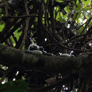 En libertad, titís llevados al Bajo Cauca tuvieron dos crías