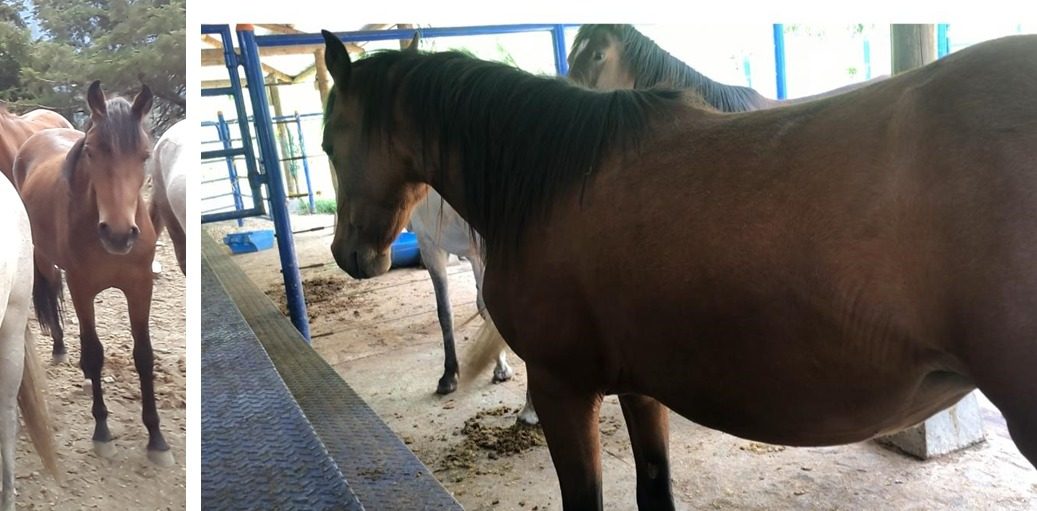 Comunicado a la opinión pública: hurtan animales de la Universidad CES